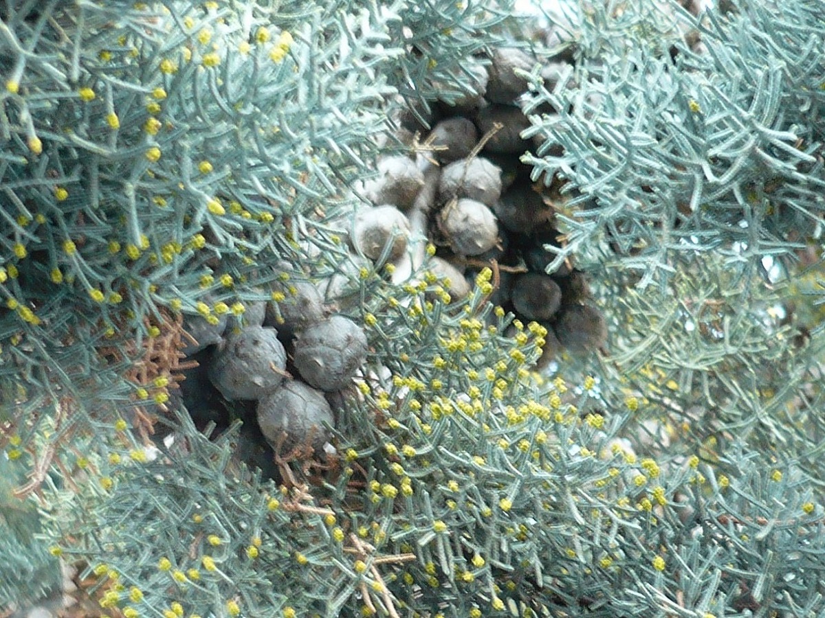Cupressus arizonica var. glabra (Cupressaceae)
